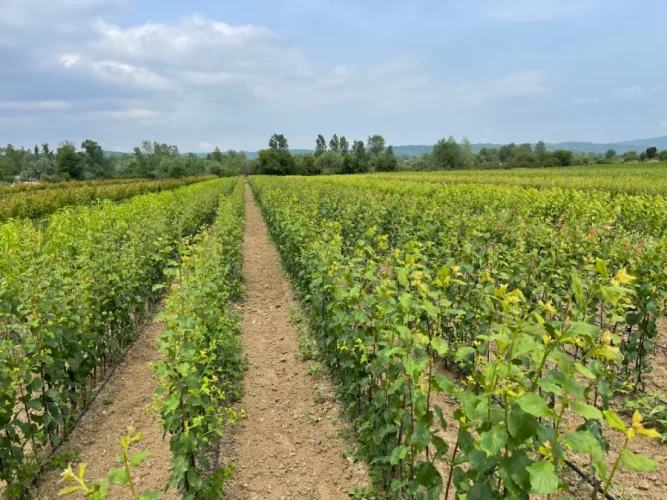 plant nursery fruit tree plants