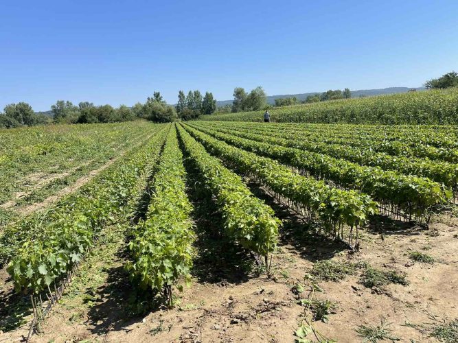 Plant-nursery-serbia
