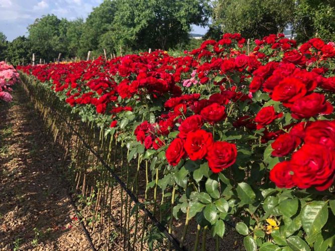 Rose seedlings​ plant nursery