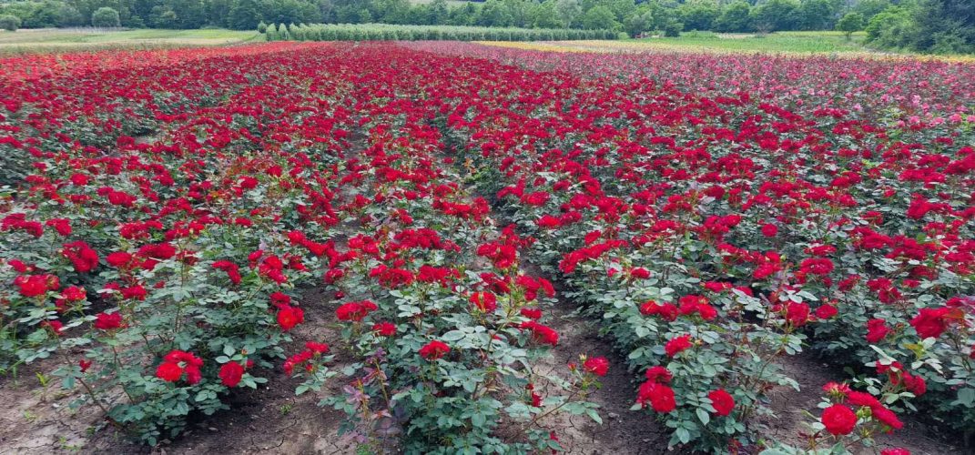 Rose seedlings​ plant nursery serbia